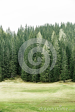 Alpine pasture and healthy forest of coniferous trees Stock Photo