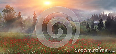 Alpine poppies in the Carpathians Stock Photo