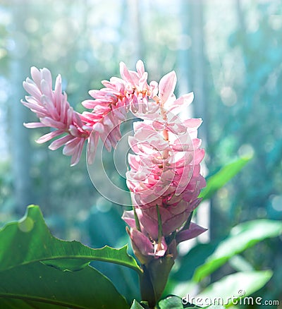 Alpine purple flower Alpinia purpurata Stock Photo