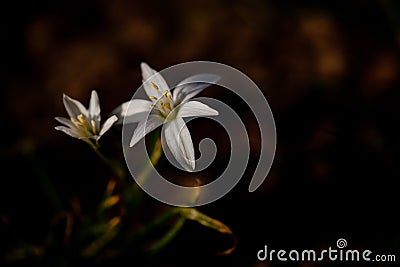 Alpine purple flower with defocused background Stock Photo