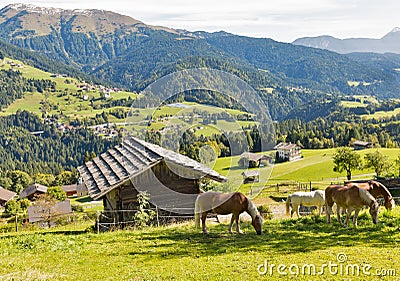 Alpine rural landscape with grazing horses in Austria. Stock Photo