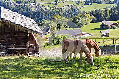 Alpine rural landscape with grazing horses in Austria. Stock Photo