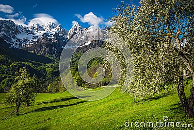 Alpine scenery with high snowy mountains and flowery fruit trees Stock Photo