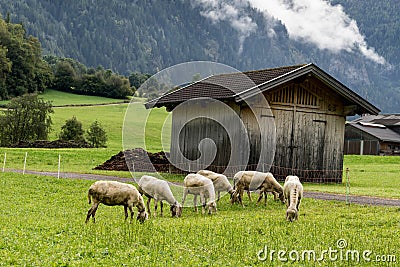 Alpine sheep, bell around the neck on Tyrol Mountain. Animal on Stock Photo