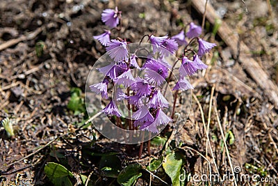 Alpine snowbell or blue moonwort (Soldanella alpina Stock Photo