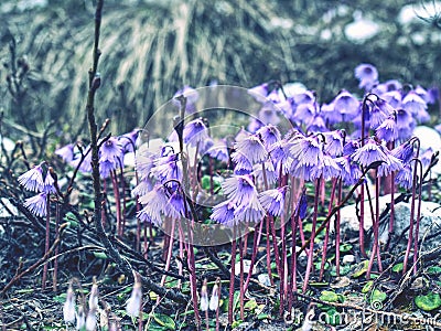 Alpine Snowbell - Soldanella alpina. The one of first blossoms Stock Photo