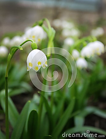 Alpine snowdrops - forest spring flowers, blurred background Stock Photo