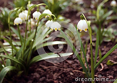 Alpine snowdrops - forest spring flowers, blurred background Stock Photo