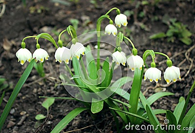 Alpine snowdrops - forest spring flowers, blurred background Stock Photo