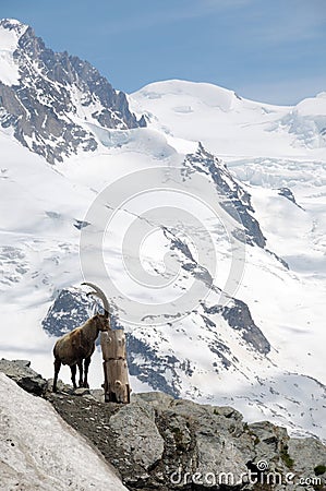 Alpine steinbock above Gornergrat Glacier Stock Photo