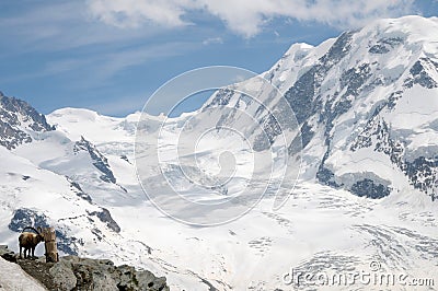 Alpine steinbock above Gornergrat Glacier Stock Photo