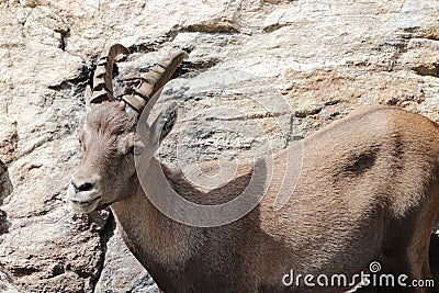 Alpine steinbock in Italian mountains Stock Photo