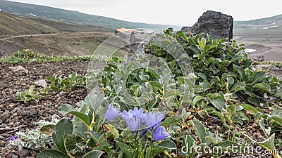 Alpine stunted purple bluebells bloom on the top of the mountain Stock Photo