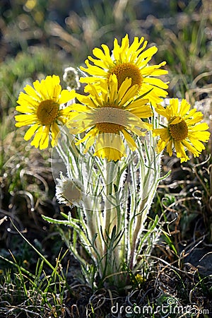 Alpine Sunflower back lit. Stock Photo