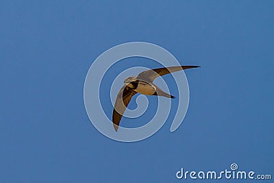 Alpine Swift Apus Melba Andorinhao-Real Stock Photo