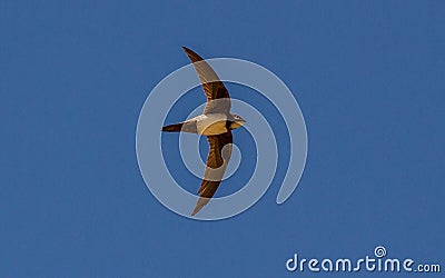 Alpine Swift Apus Melba Andorinhao-Real Stock Photo