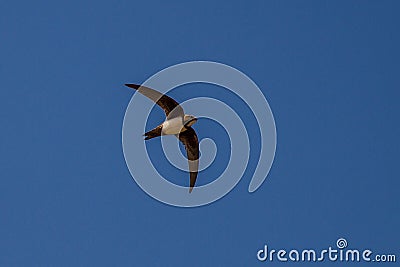 Alpine Swift Apus Melba Andorinhao-Real Stock Photo