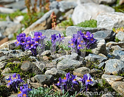 Alpine toadlax Stock Photo