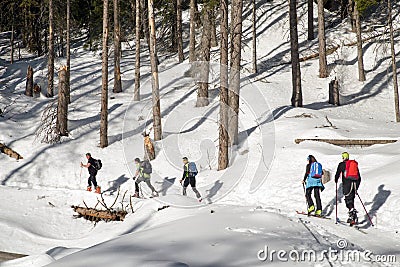 Alpine touring in forest Editorial Stock Photo