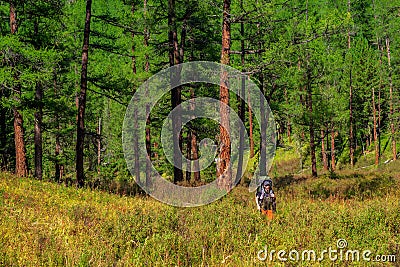 Alpine trekking, climbing through a green meadow with various grasses through a high-altitude coniferous forest. Solo trekking Stock Photo