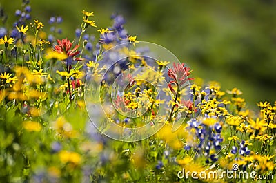 Alpine Wildflowers Stock Photo