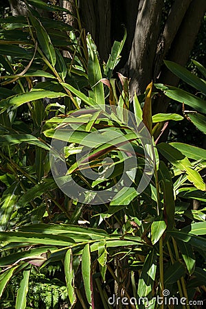 Leaves of a native ginger plant (alpinia caerulea) in a sunny position Stock Photo