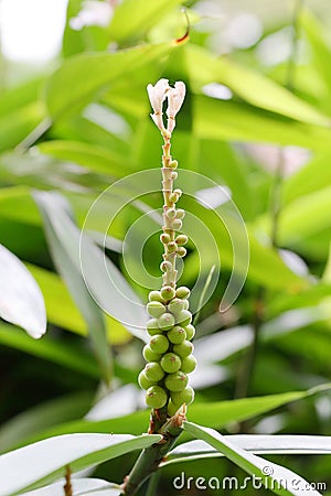 Alpinia oxyphylla Miq. flowers and fruits Stock Photo