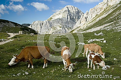 Alps Cows Stock Photo