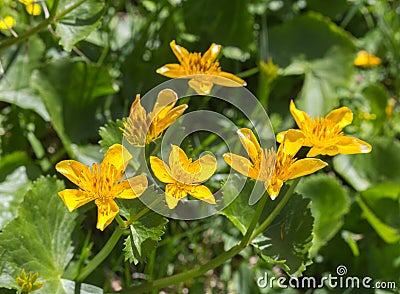 Alps flora: kingcup; marsh-marigold Caltha palustris Stock Photo