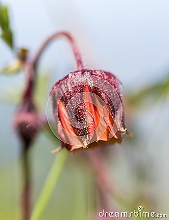 Alps flora: water avens Geum rivale Stock Photo