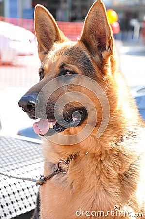Alsation or German Shepherd dog Stock Photo