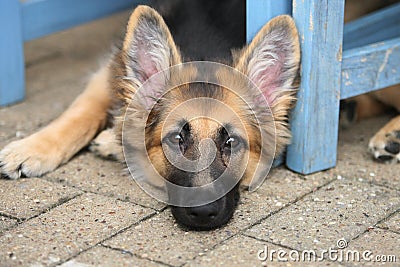 Alsation puppy Stock Photo