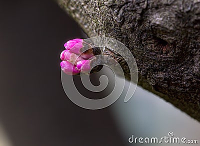 Aka approaches the Judas redbud tree. Stock Photo