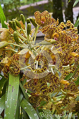 Large inflorescence of Tiger Orchid plant, Grammatophyllum speciosum, bearing multiple flowers Stock Photo