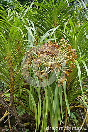 Flowering Tiger Orchid, Grammatophyllum speciosum, cultivated as a terrestrial plant, with floral stalks carrying many flowers Stock Photo