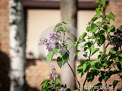 Selective blur on the purple flowers of a common lilac, or lilym blooming in a garden in spring. Stock Photo