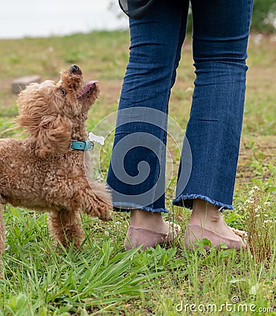 Interaction with the master-Poodle Stock Photo