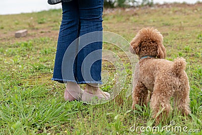 Look at the scenery together-Poodle Stock Photo