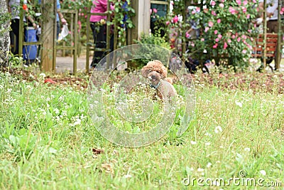 Go wild on the grass-Poodle Stock Photo