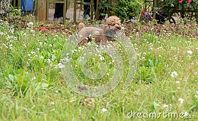 Go wild on the grass-Poodle Stock Photo