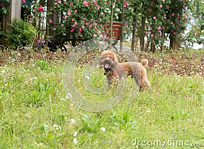 Interaction with the master-Poodle Stock Photo