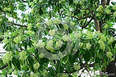 Alstonia scholaris Stock Photo