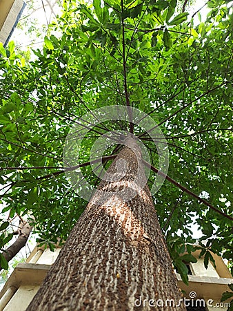 Alstonia scholaris tree With close trunk frame Stock Photo