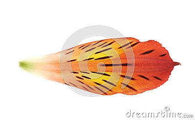 Alstroemeria flower`s petal isolated Stock Photo