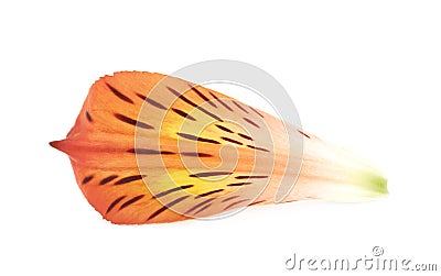 Alstroemeria flower`s petal isolated Stock Photo