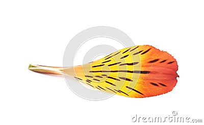 Alstroemeria flower`s petal isolated Stock Photo