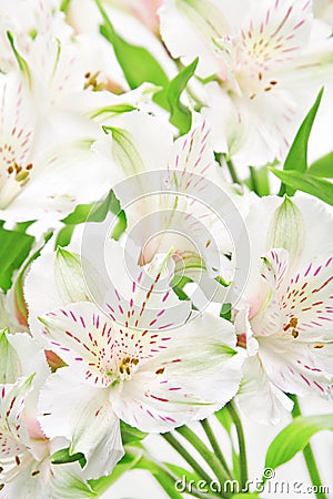 Alstroemeria flowers Stock Photo