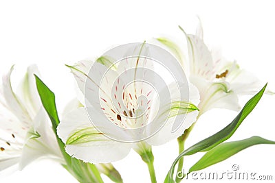 Alstroemeria flowers Stock Photo