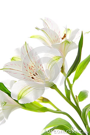Alstroemeria flowers Stock Photo