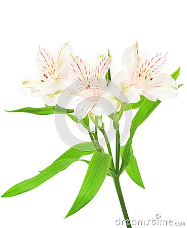 Alstroemeria flowers Stock Photo